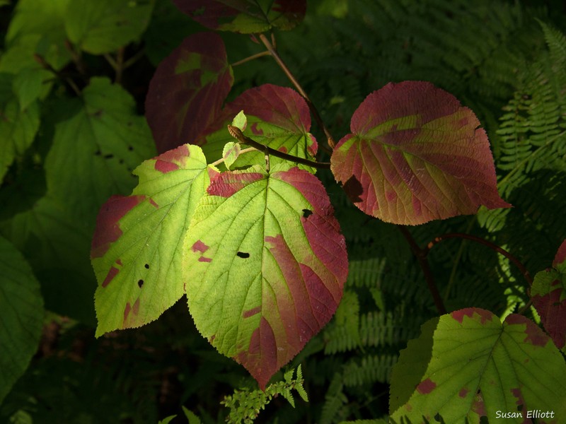Hobblebush photo 8