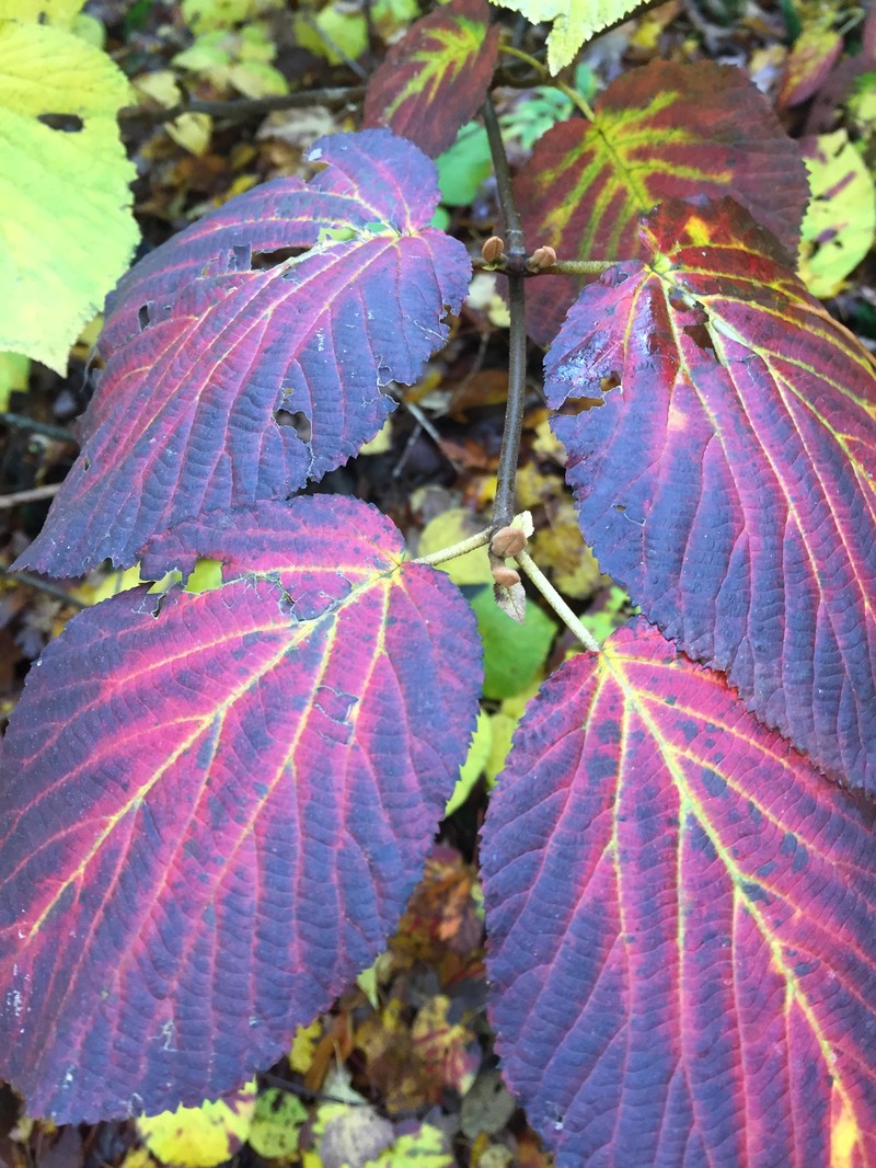 Hobblebush photo 2
