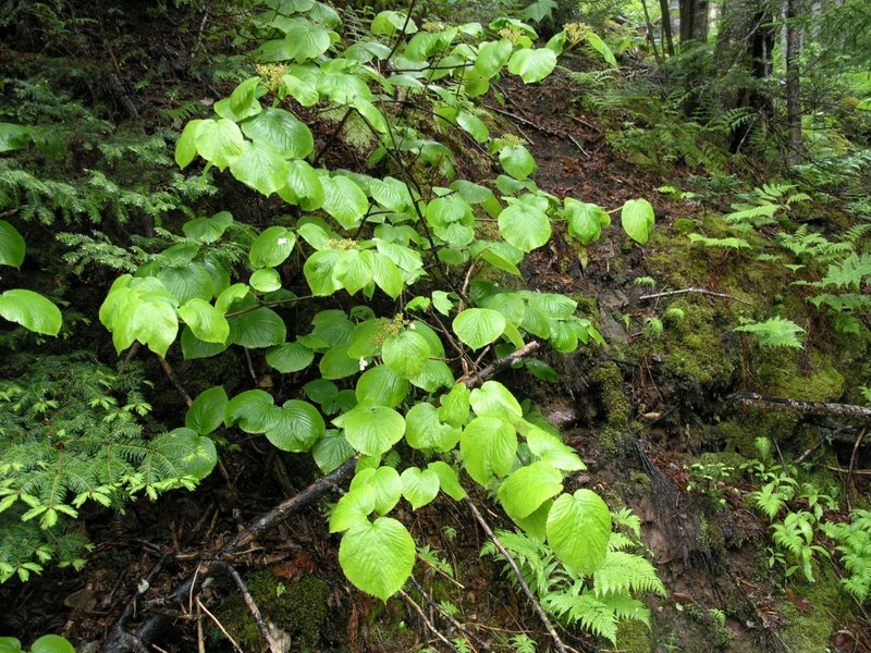 Hobblebush photo 6