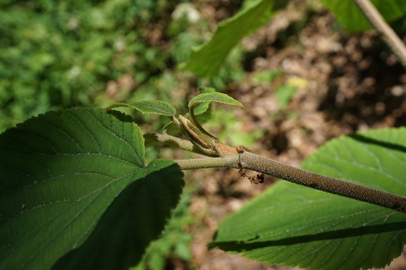 Hobblebush photo 3