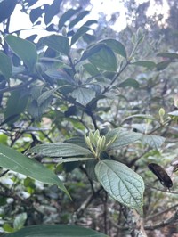 Viburnum lasiophyllum