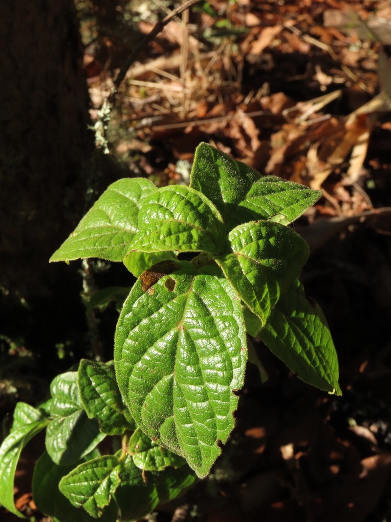 Viburnum lasiophyllum photo 2