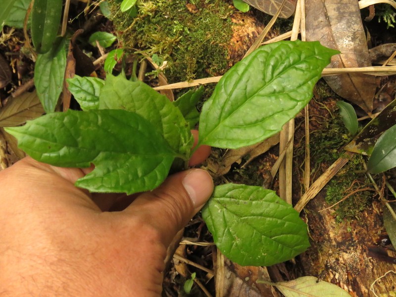Viburnum lasiophyllum photo 3