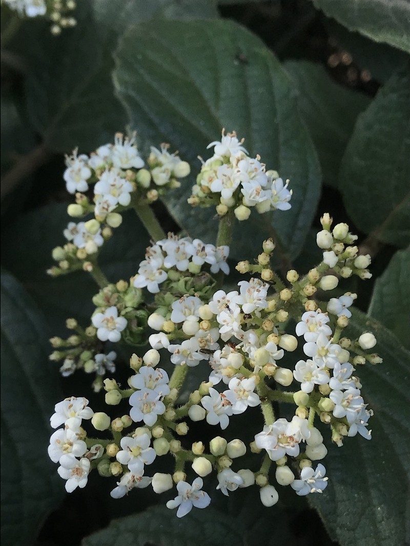 Viburnum lasiophyllum photo 4