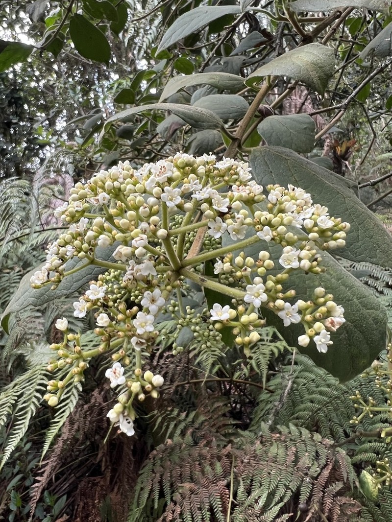 Viburnum lasiophyllum photo 5