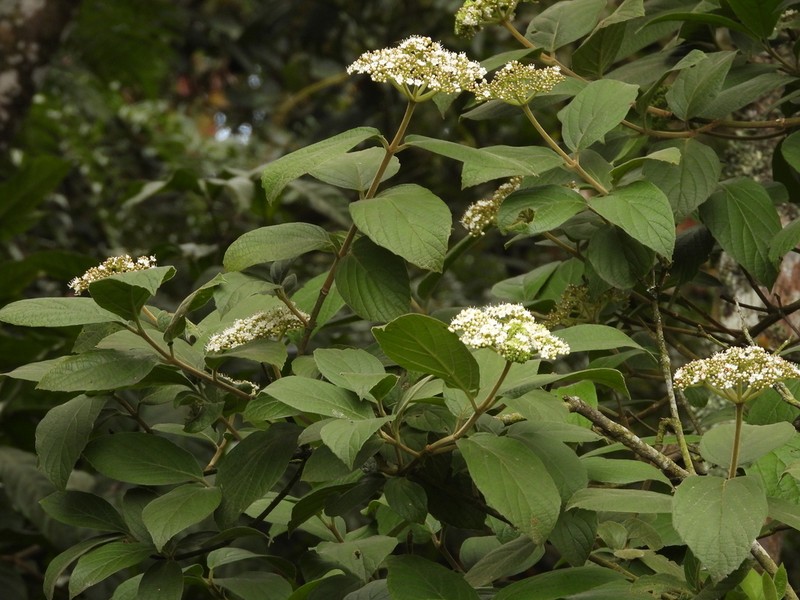 Viburnum lasiophyllum photo 6