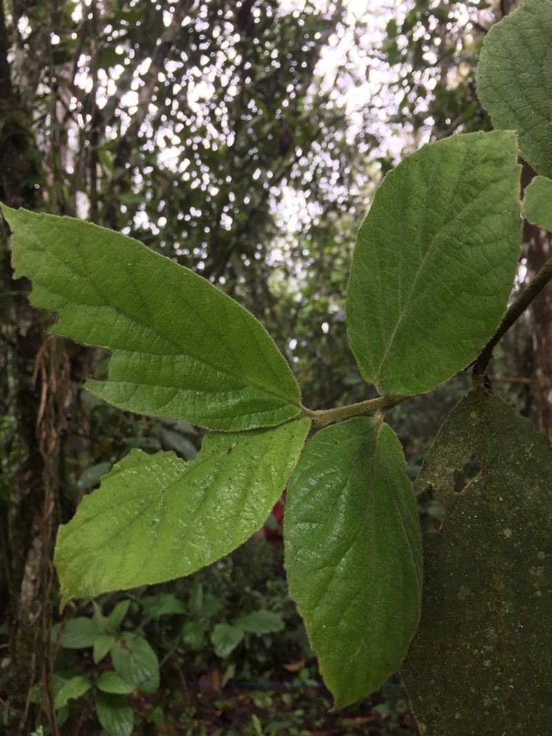 Viburnum lasiophyllum photo 8