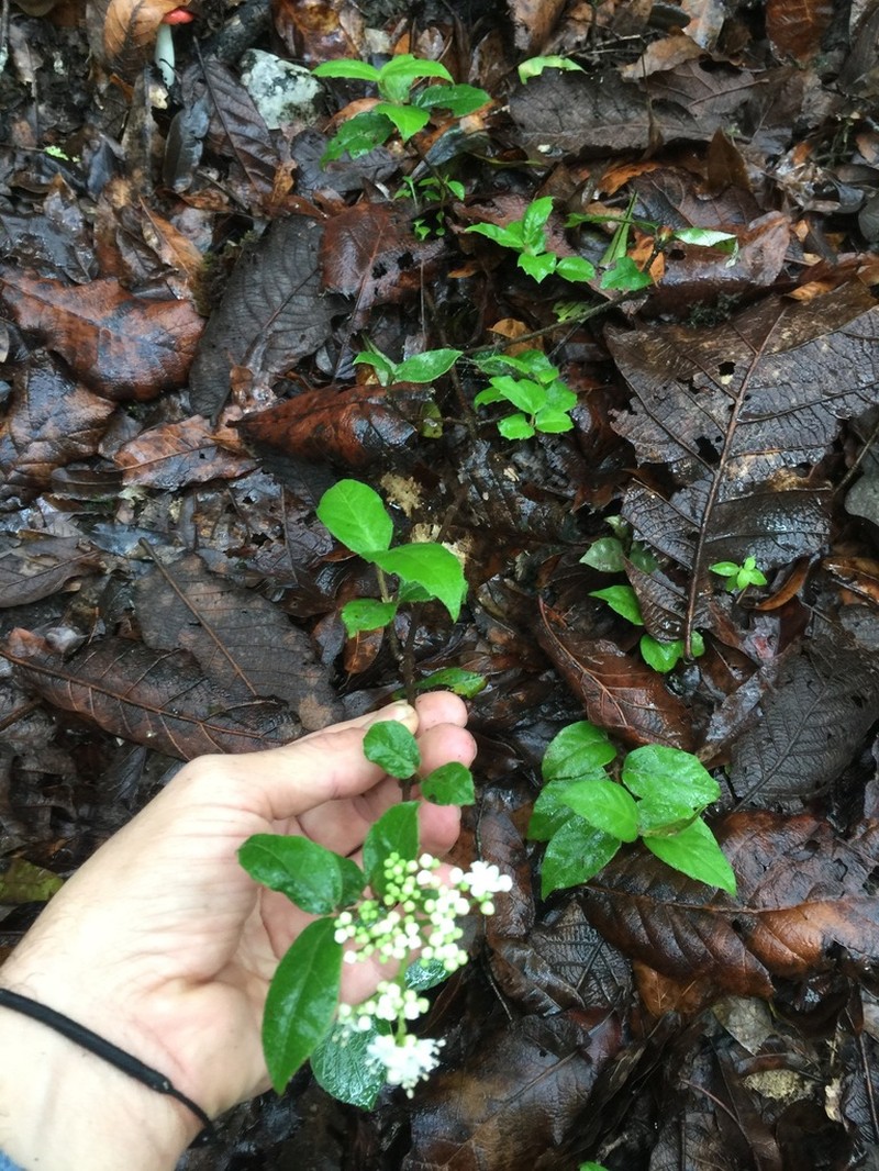 Viburnum lautum