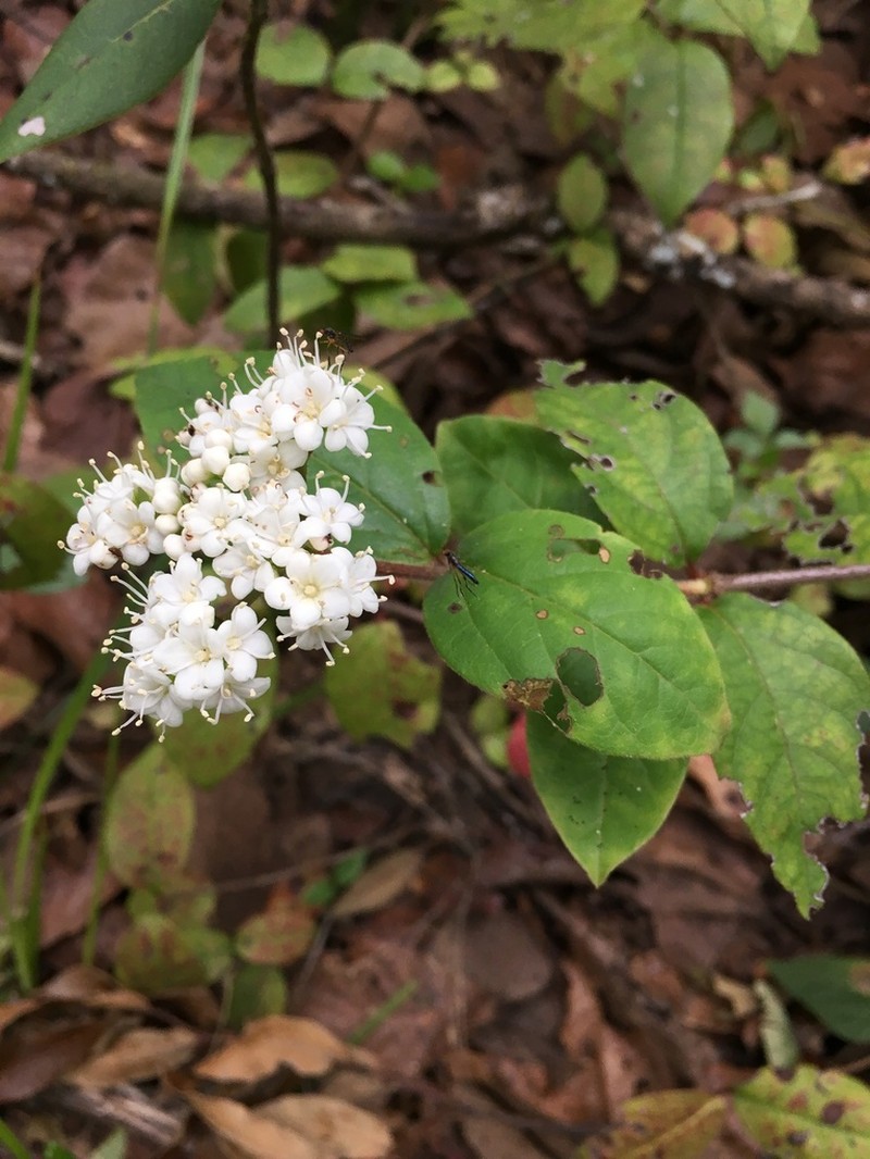 Viburnum lautum photo 2