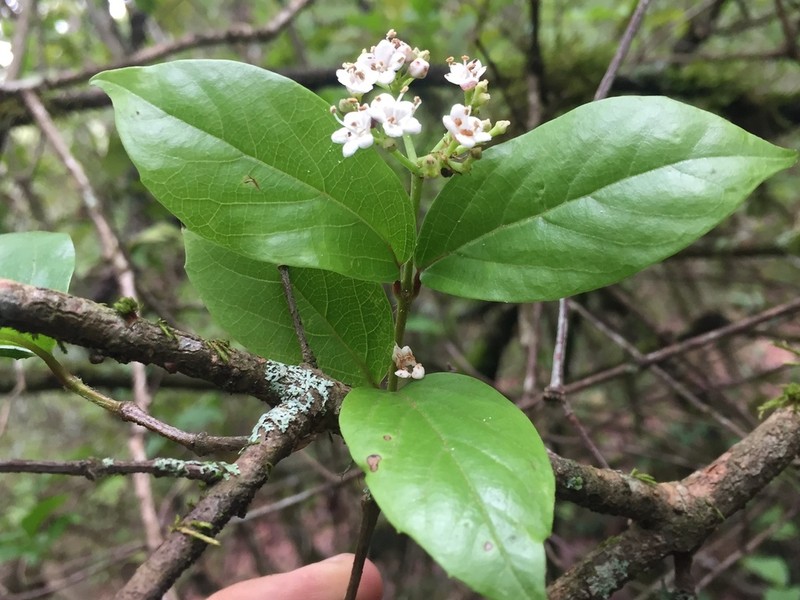 Viburnum lautum photo 3