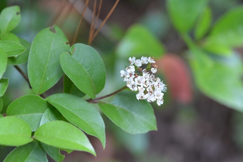 Viburnum lautum photo 4