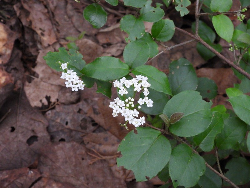 Viburnum lautum photo 5