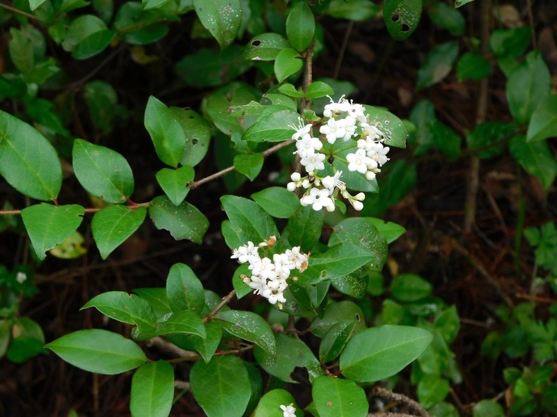 Viburnum lautum photo 6