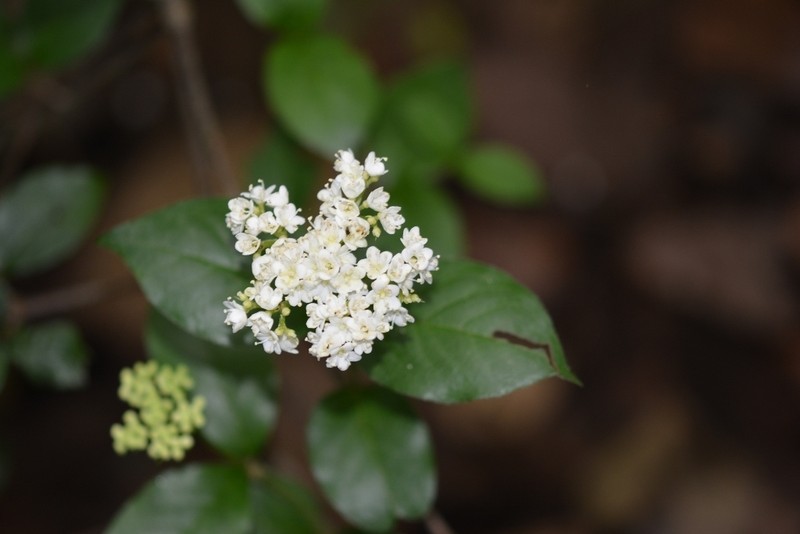 Viburnum lautum photo 7
