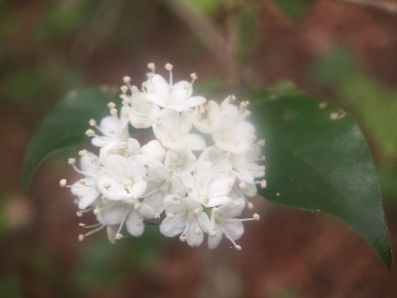 Viburnum lautum photo 8