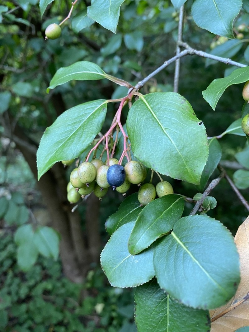 Nannyberry photo 4