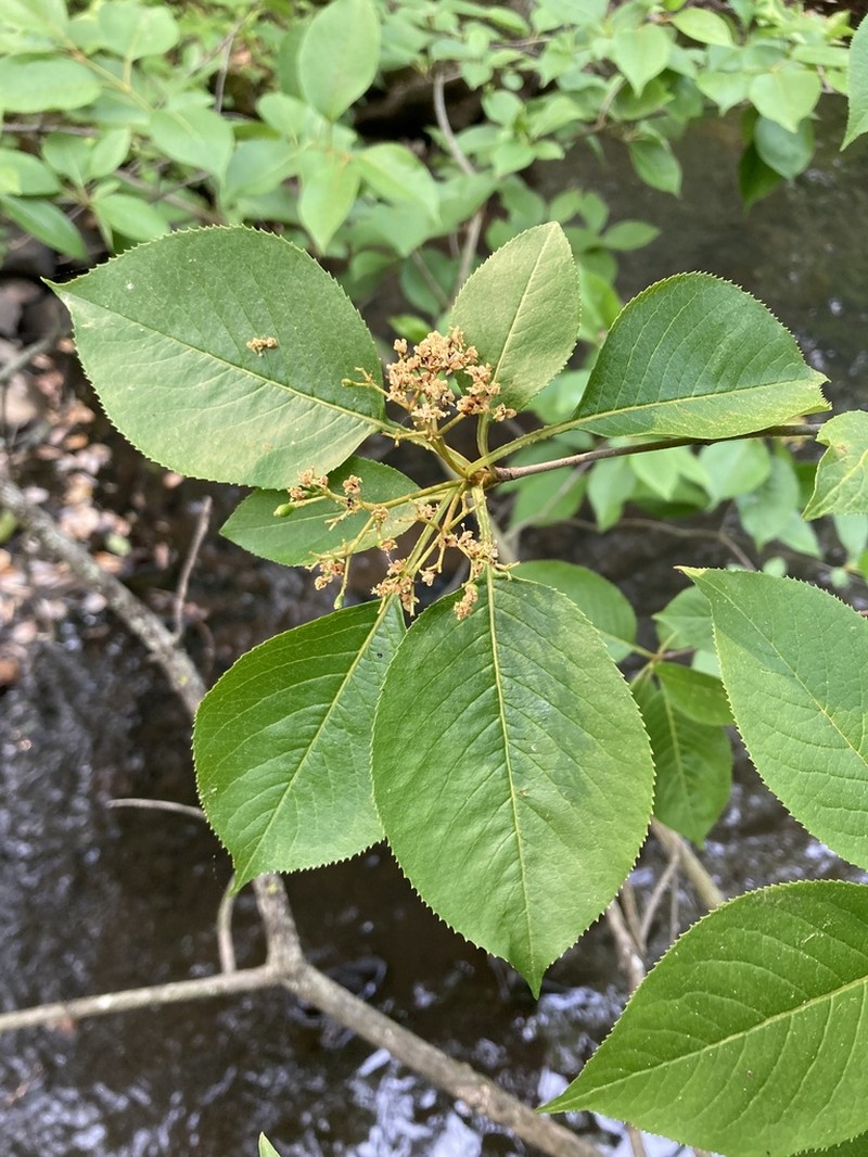 Nannyberry photo 6