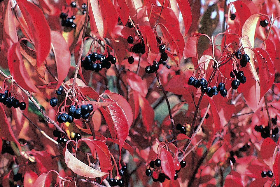 Nannyberry photo 3