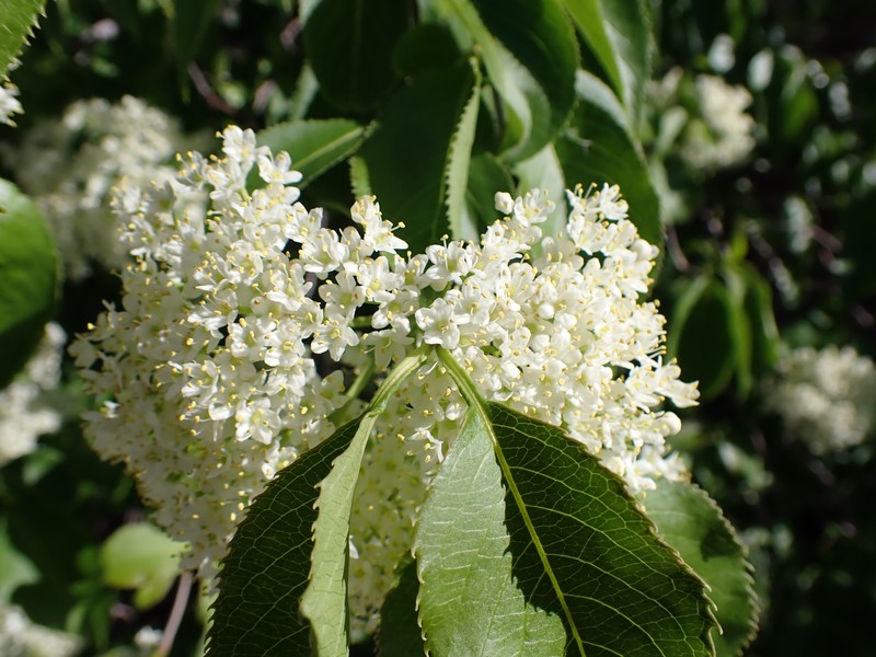 Nannyberry photo 2