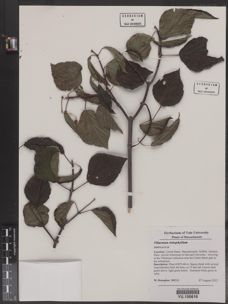 Viburnum lobophyllum