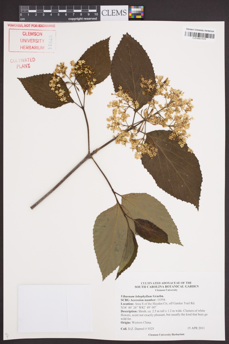 Viburnum lobophyllum photo 2