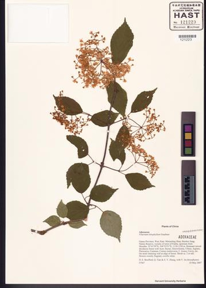 Viburnum lobophyllum photo 3
