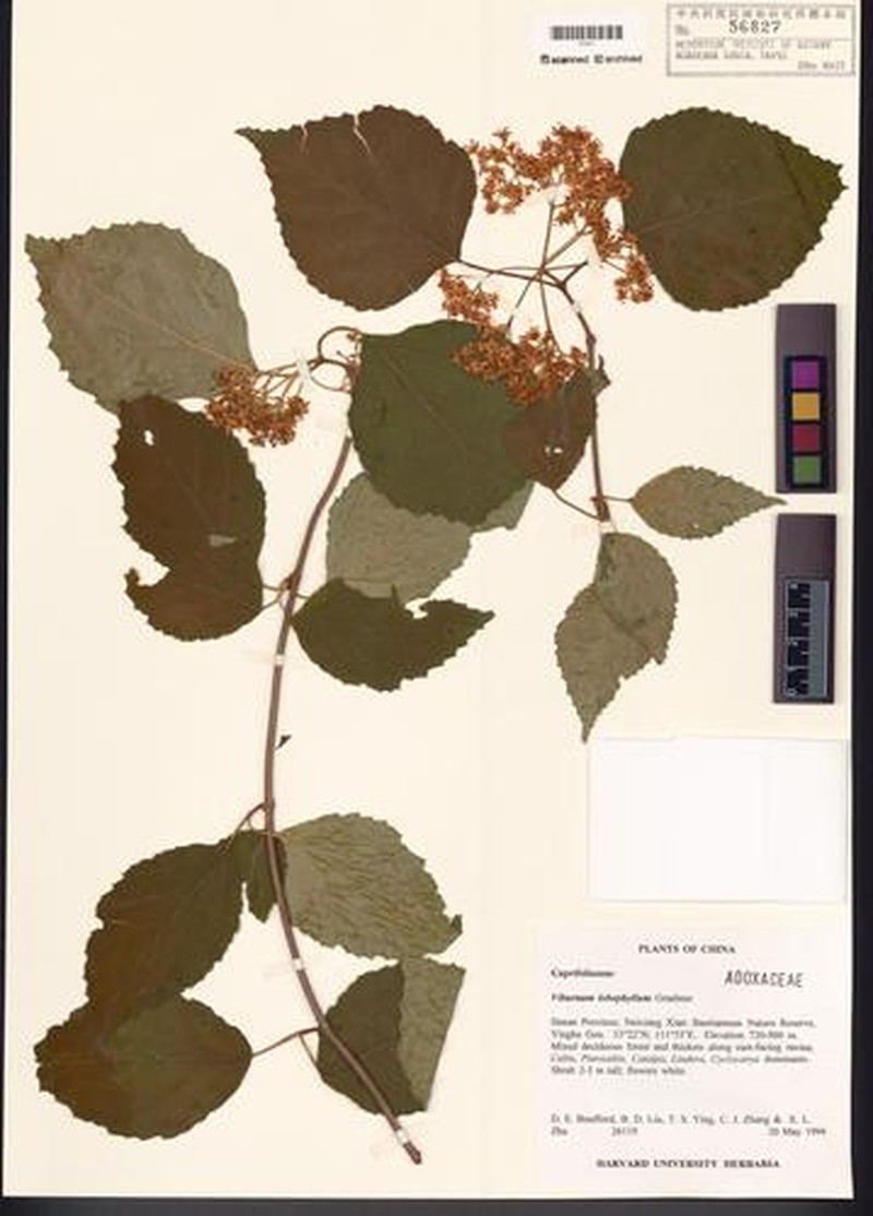 Viburnum lobophyllum photo 4