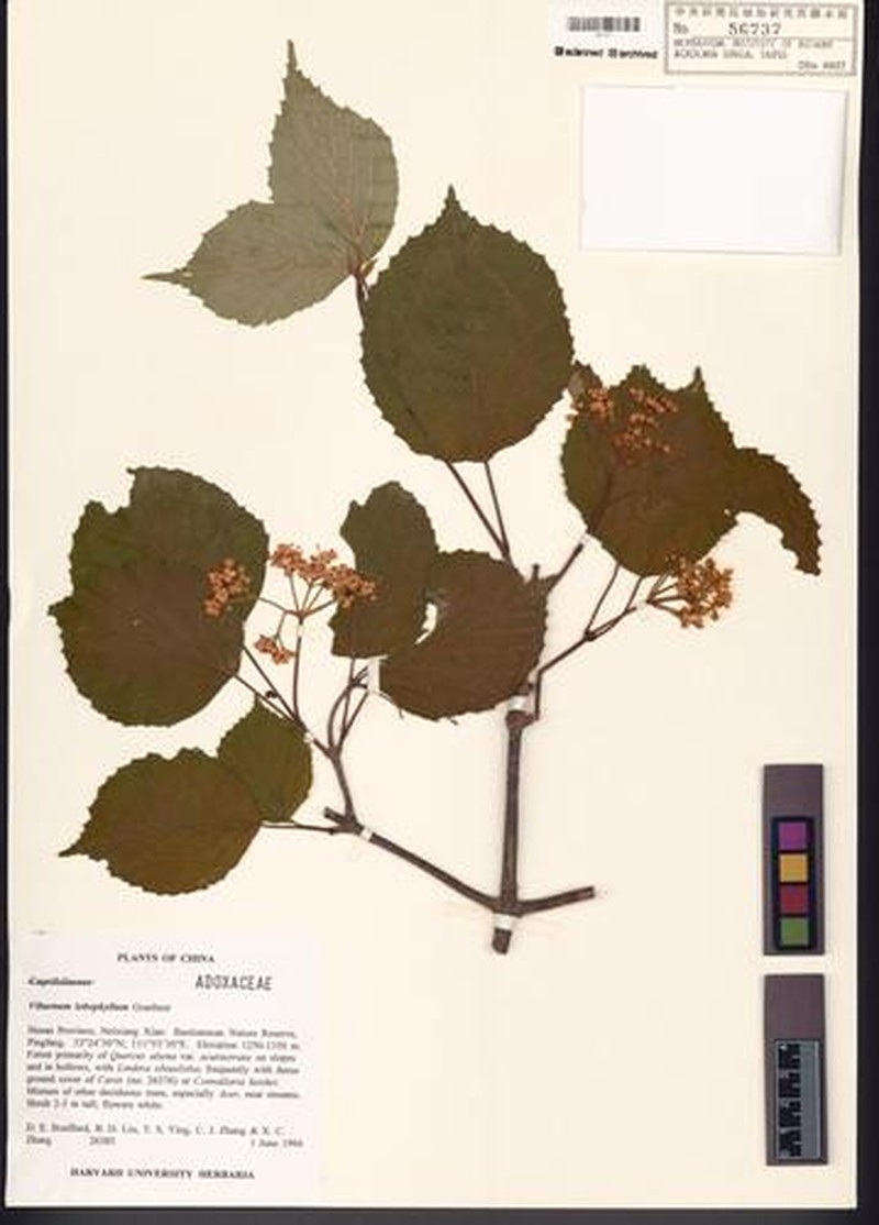 Viburnum lobophyllum photo 5