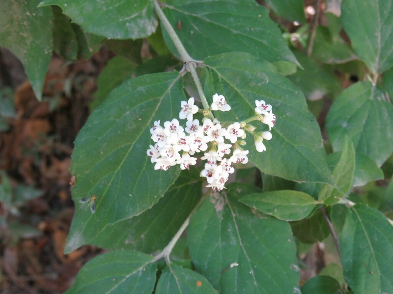 Viburnum loeseneri