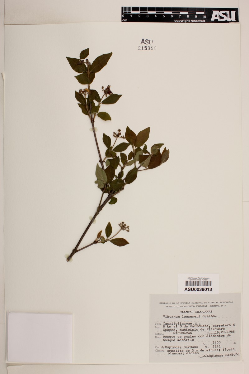 Viburnum loeseneri photo 2