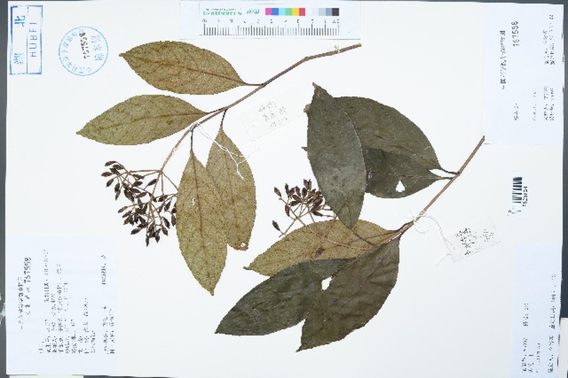 Viburnum lutescens