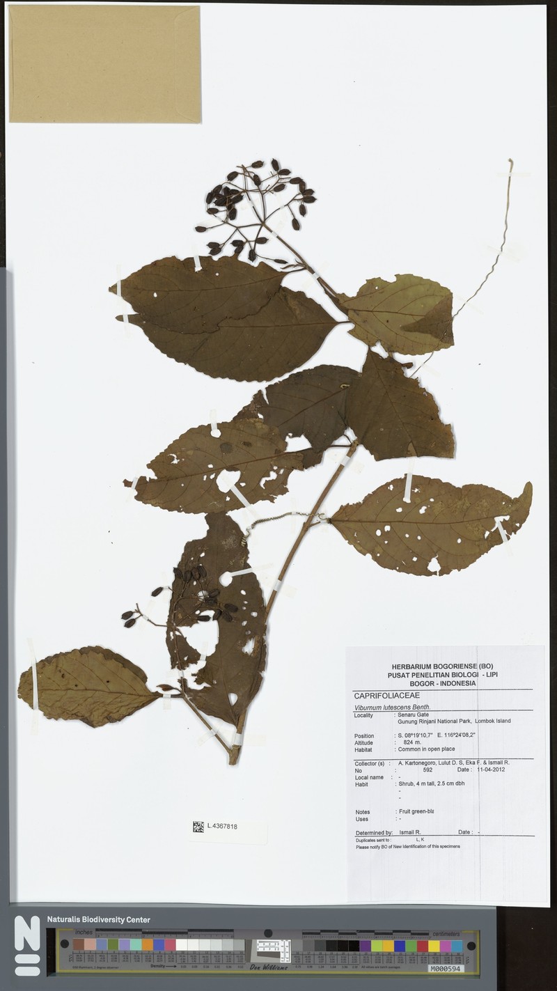 Viburnum lutescens photo 2