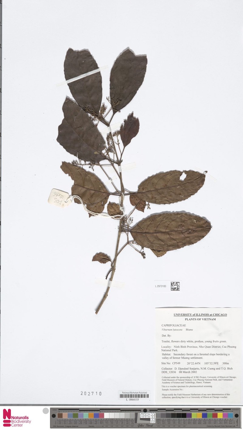 Viburnum lutescens photo 3