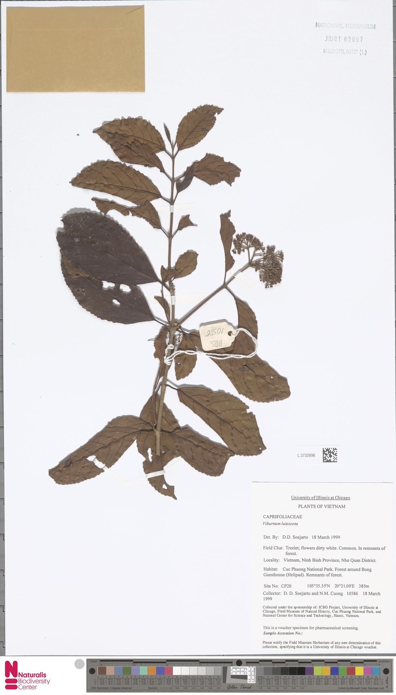 Viburnum lutescens photo 4