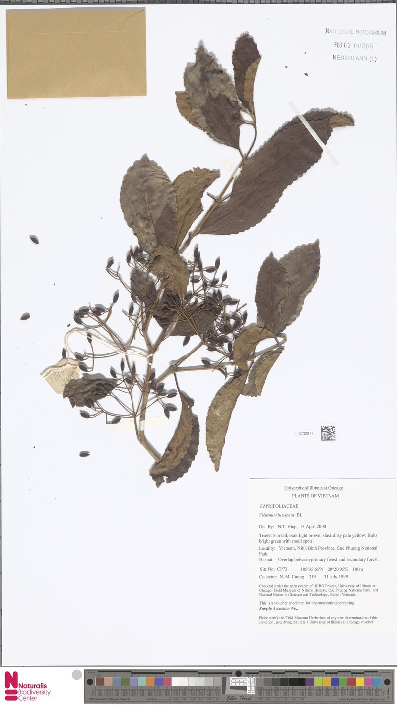 Viburnum lutescens photo 5