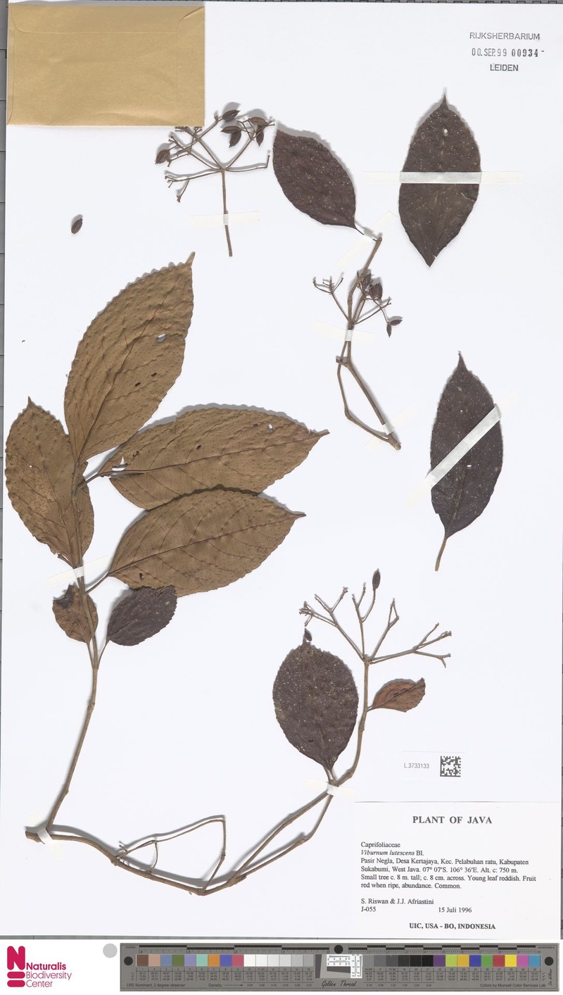 Viburnum lutescens photo 6