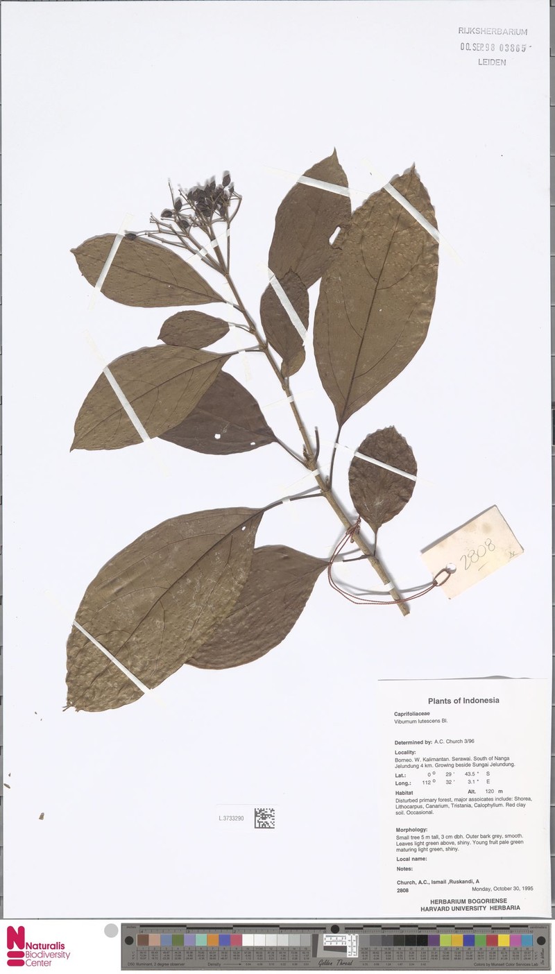 Viburnum lutescens photo 7