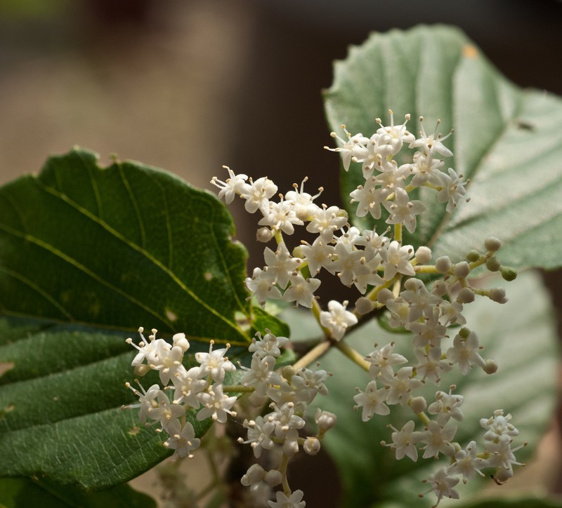 Viburnum luzonicum