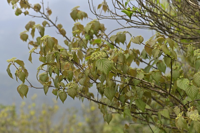 Viburnum luzonicum photo 2