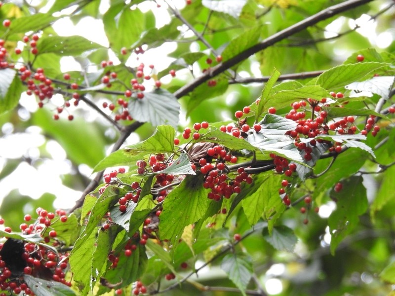 Viburnum luzonicum photo 3