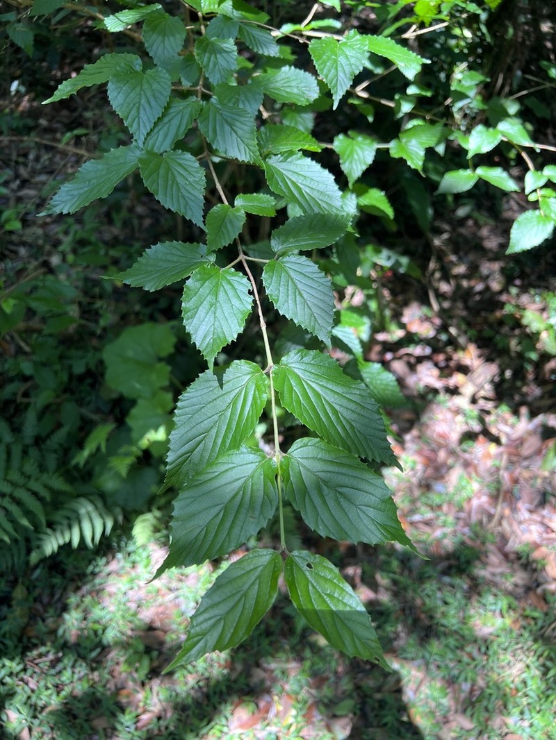 Viburnum luzonicum photo 4
