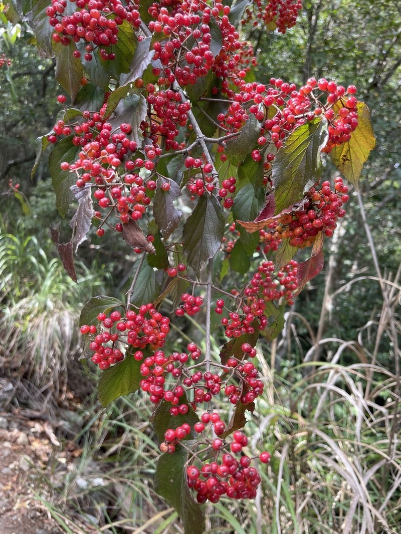 Viburnum luzonicum photo 5