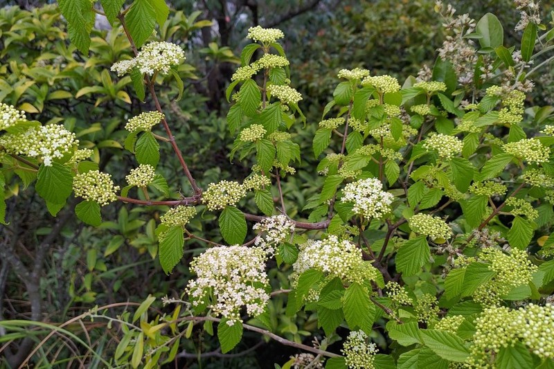 Viburnum luzonicum photo 6