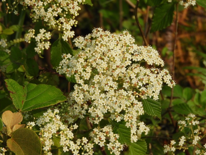 Viburnum luzonicum photo 7