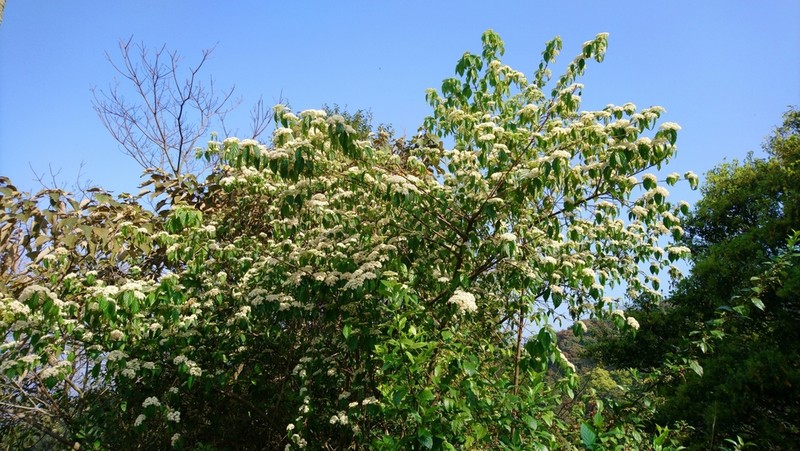 Viburnum luzonicum photo 8
