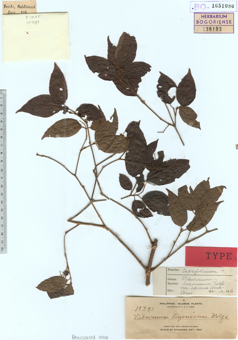 Viburnum luzonicum var. apoense