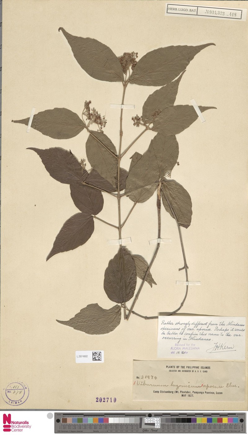 Viburnum luzonicum var. apoense photo 3