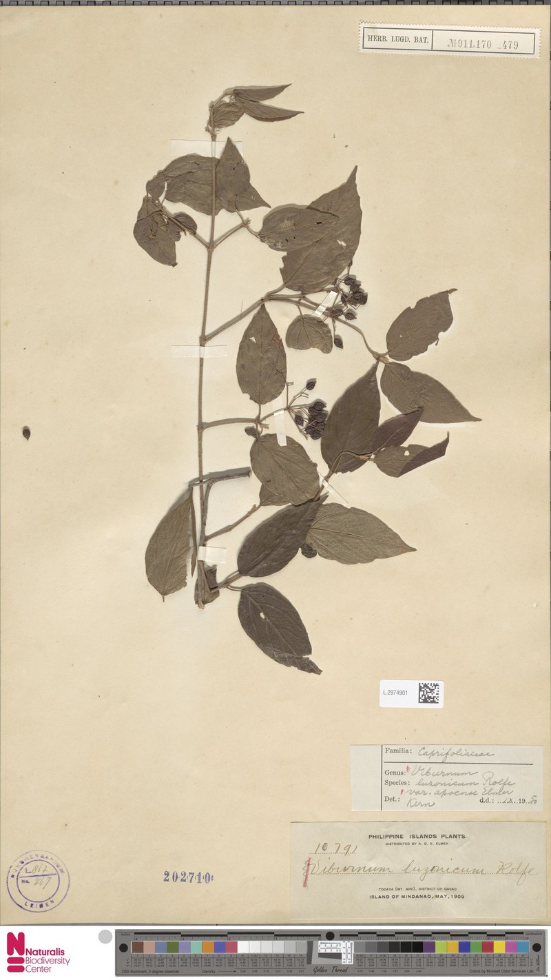 Viburnum luzonicum var. apoense photo 4