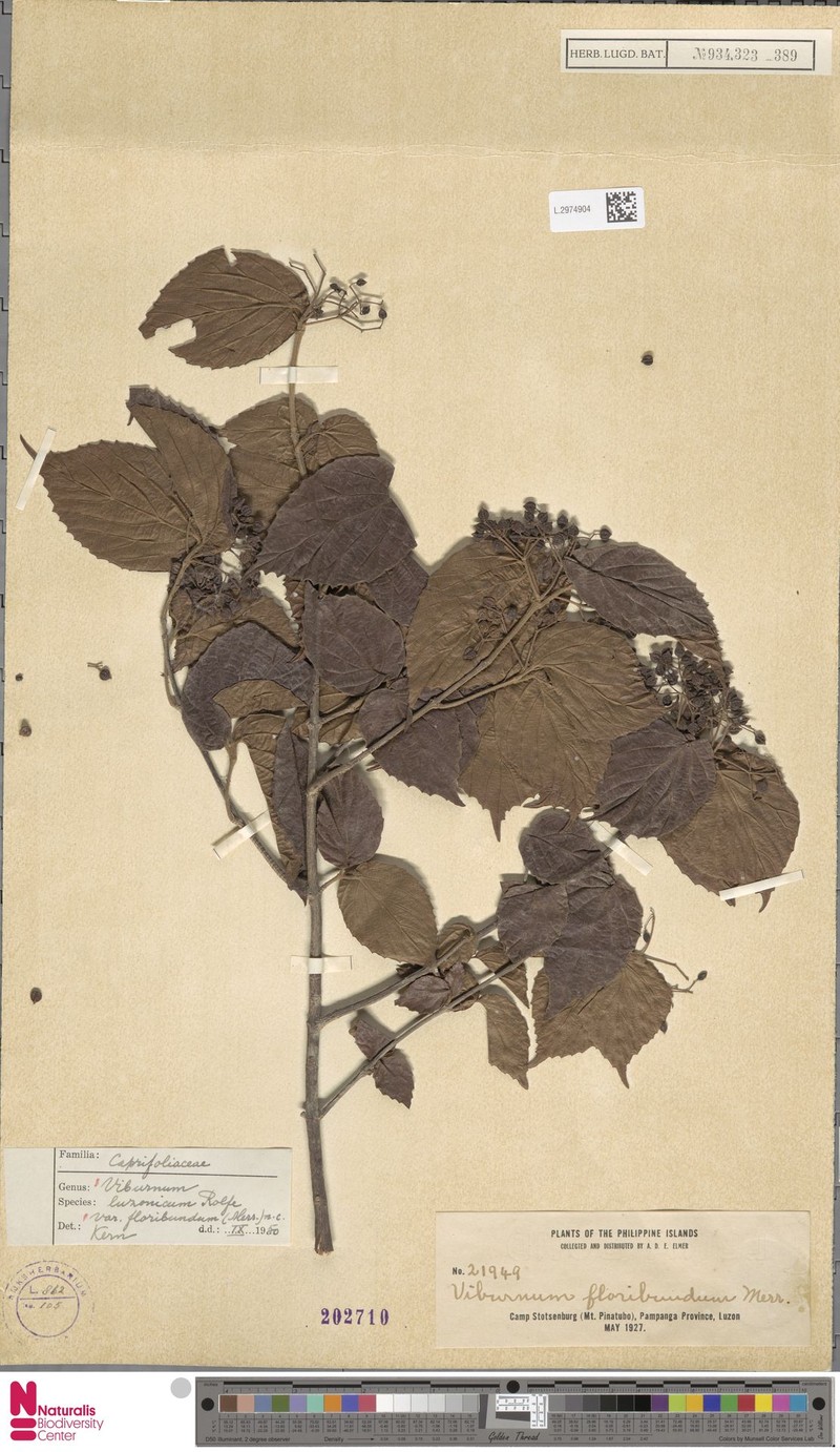 Viburnum luzonicum var. floribundum