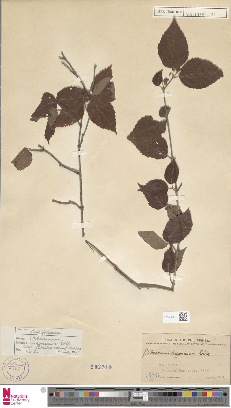 Viburnum luzonicum var. floribundum photo 2